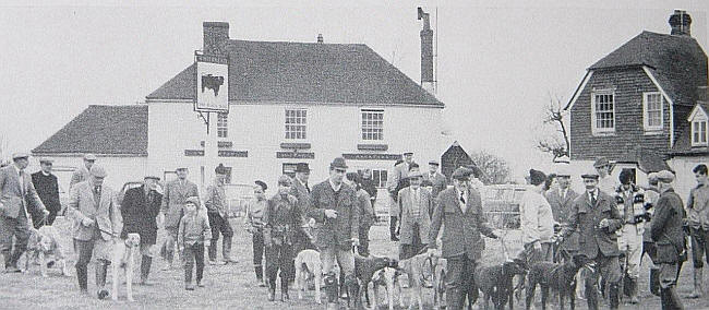 Bull, Newchurch - circa 1962