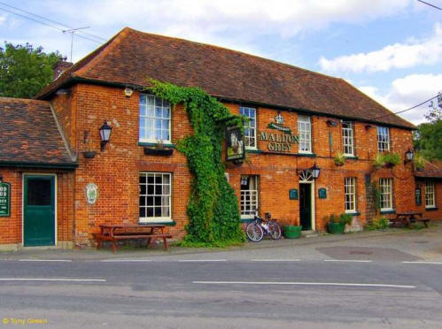 Maldon Grey, Chilton